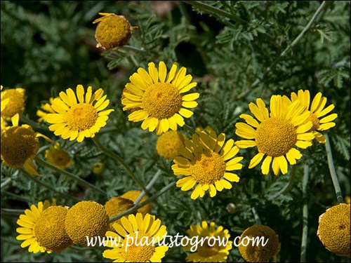 Golden Marguerite Daisy (Anthemis tinctoria) 
The flowers have the characteristic large center dome (fertile flowers) and shorter petals (ray flowers)of many Anthemis